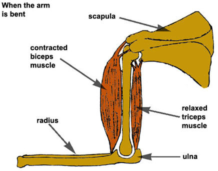 Muscle two uzopedia